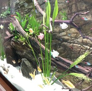 Meet your Posher, Hazel